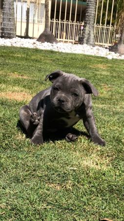 Staffordshire Bull Terrier for sale by BLUESTAIN