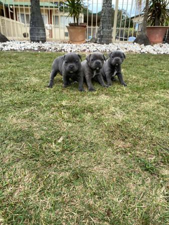 Staffordshire Bull Terrier for sale by BLUESTAIN