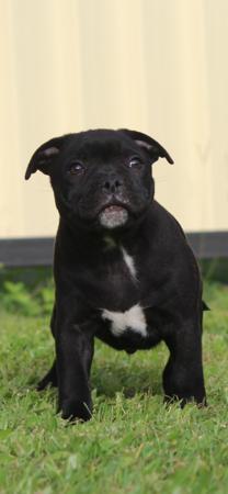 Staffordshire Bull Terrier for sale by BLUESTAIN