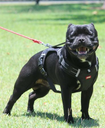 Staffordshire Bull Terrier for sale by BLUESTAIN