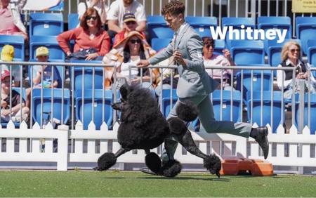 Poodle (Standard) for sale by GLENARAPARK