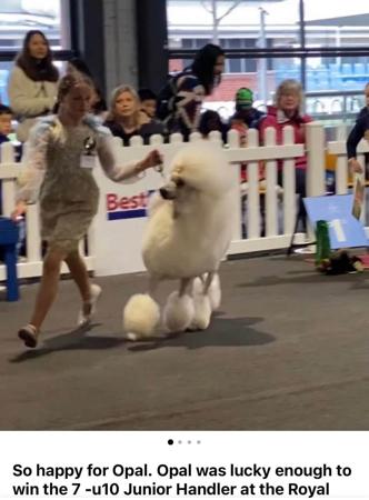 Poodle (Standard) for sale by GLENARAPARK