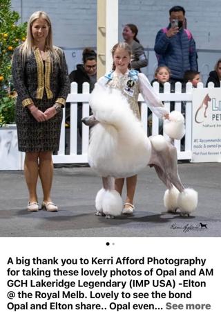 Poodle (Standard) for sale by GLENARAPARK