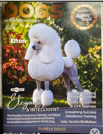 Poodle (Standard) for sale by GLENARAPARK