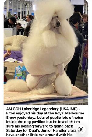 Poodle (Standard) puppy for sale by GLENARAPARK