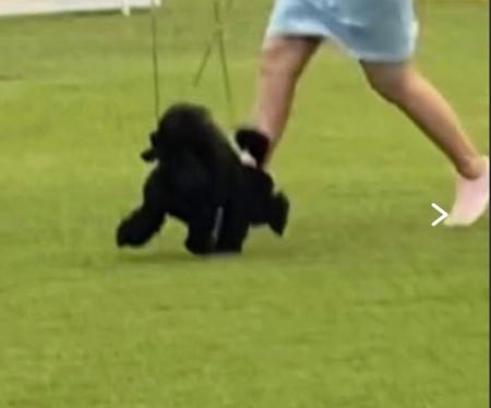 Poodle (Toy) for sale by MFROESCH