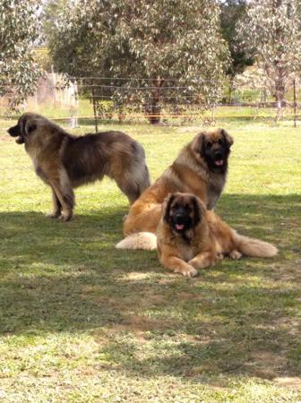 Leonberger for sale by RAMALUPA