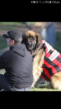 Leonberger for sale by RAMALUPA