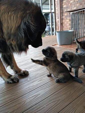 Leonberger for sale by RAMALUPA