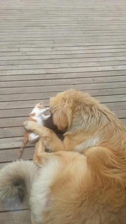 Leonberger for sale by RAMALUPA