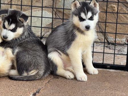 Siberian Husky puppy for sale by ARTICWOLF