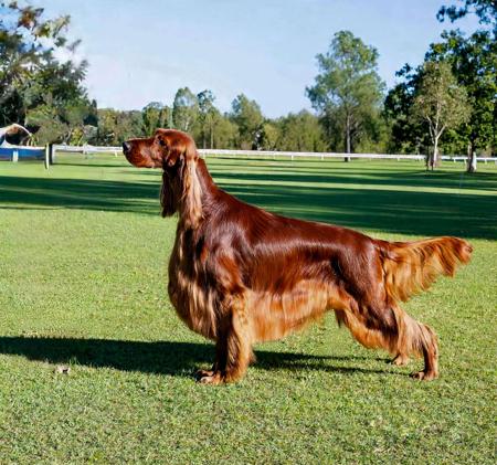 A2O Ch C.I.E. Australian Grand Champion Eireannmada Peanut Butter Cup At Ruadhann Irish Setter