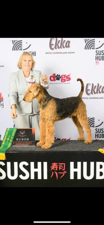 Airedale Terrier for sale by BRISTOLIAN
