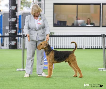 Airedale Terrier for sale by BRISTOLIAN17