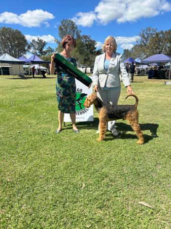 Airedale Terrier for sale by BRISTOLIAN