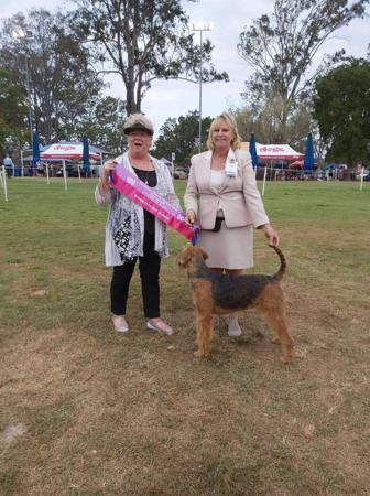 Airedale Terrier for sale by BRISTOLIAN