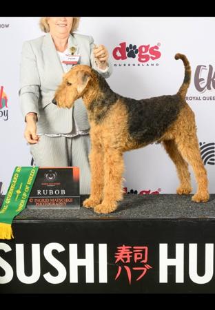 Airedale Terrier puppy for sale by BRISTOLIAN17