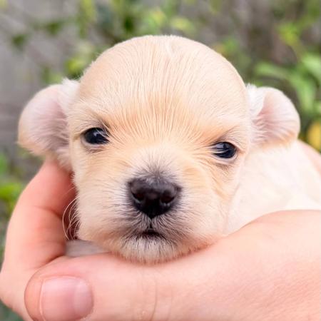 Havanese puppy for sale by ALITTLEMAGIC