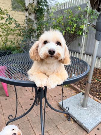 Havanese dog for sale by ALITTLEMAGIC