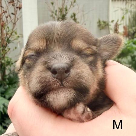 Havanese puppy for sale by ALITTLEMAGIC