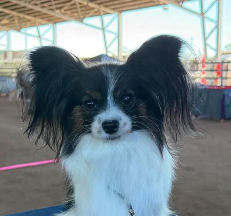 Goodvibes Highland Rhythm Papillon