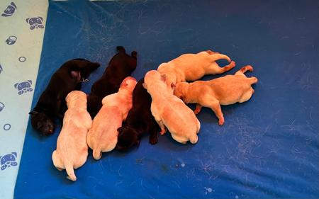 Labrador Retriever puppy for sale by MIMBIL