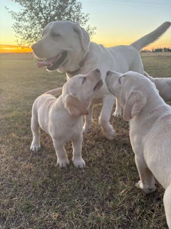 Labrador Retriever puppy for sale by MULLAYA