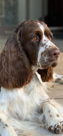 English Springer Spaniel for sale by ASUDO