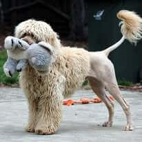 Portuguese Water Dog puppy for sale by RULETT