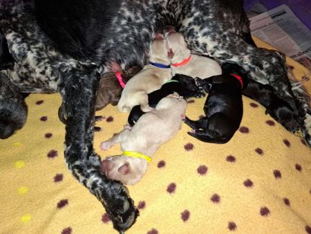 Portuguese Water Dog puppy for sale by RULETT