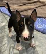 Bull Terrier (Miniature) puppy for sale by STARMIN