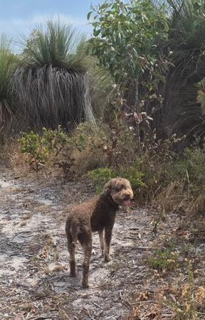 Lagotto Romagnolo puppy for sale by LADINAMICA