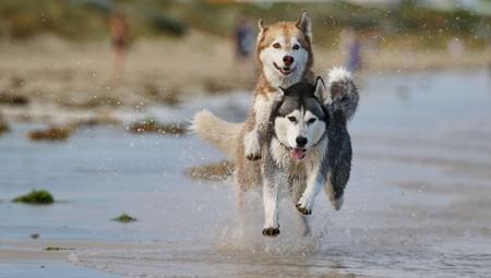 Siberian Husky for sale by ISINNAK