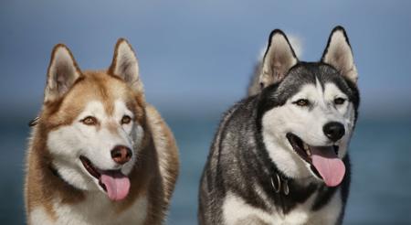 Siberian Husky for sale by ISINNAK