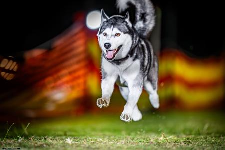 Siberian Husky for sale by ISINNAK