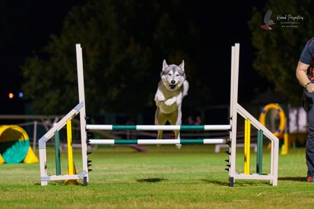 Siberian Husky for sale by ISINNAK