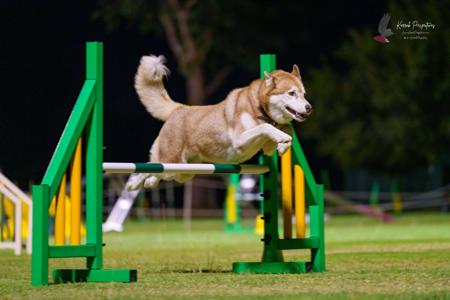 Siberian Husky for sale by ISINNAK