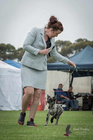 Mudi for sale by ISINNAK