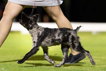 Mudi for sale by ISINNAK