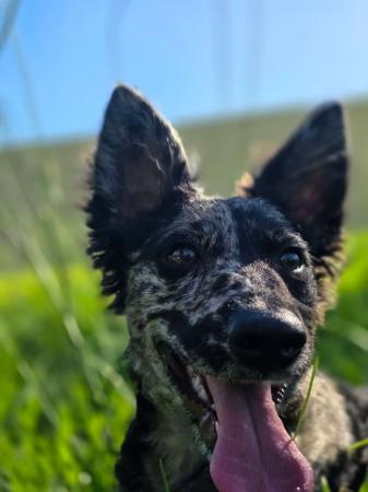 Mudi for sale by ISINNAK