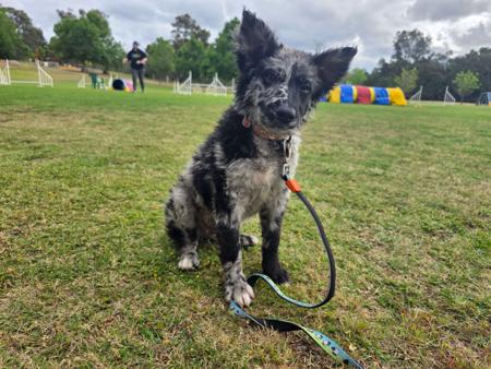 Mudi for sale by ISINNAK