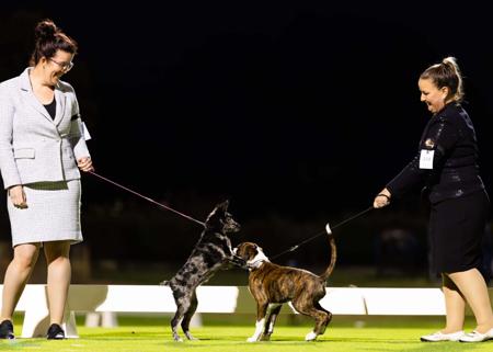 Mudi for sale by ISINNAK