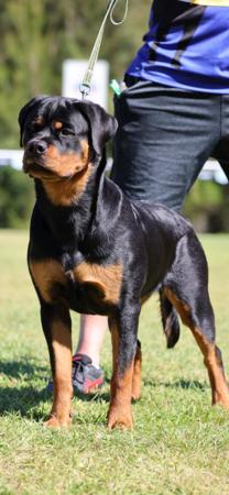 Rottweiler for sale by VOMHART