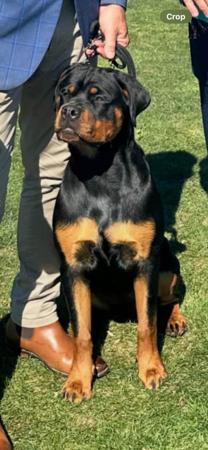 Rottweiler for sale by VOMHART