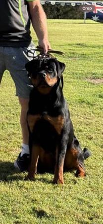 Rottweiler for sale by VOMHART