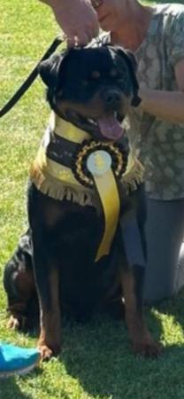 Rottweiler for sale by VOMHART