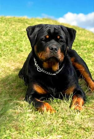 Rottweiler for sale by VOMHART