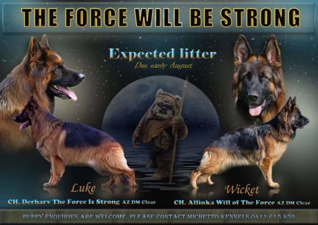 German Shepherd Dog (Long Stock Coat) for sale by MICHELLEROVETTO