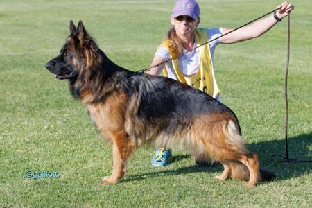 German Shepherd Dog (Long Stock Coat) for sale by MICHETTO