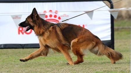 German Shepherd Dog (Long Stock Coat) for sale by MICHETTO